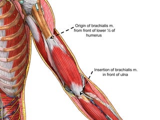 Origin of brachialis m.
from front of lower ½ of
humerus
Insertion of brachialis m.
in front of ulna
 