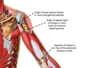 Origin of long head of triceps
m. from infra-glenoid tubercle
Origin of lateral head
of triceps m. from
back of humerus
(spiral groove)
Insertion of triceps m.
in Top of the olecranon
process of ulna
 
