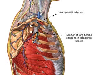 supraglenoid tubercle
Insertion of long head of
triceps m. in infraglenoid
tubercle
 