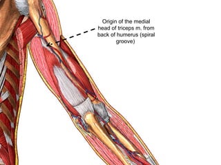 Origin of the medial
head of triceps m. from
back of humerus (spiral
groove)
 