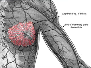 Lobe of mammary gland
(breast fat)
Suspensory lig. of breast
 