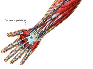 Opponens pollicis m.
 