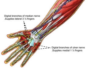 Digital branches of median nerve
Supplies lateral 3 ½ fingers.
Digital branches of ulnar nerve
Supplies medial 1 ½ fingers.
 