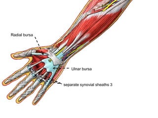 Radial bursa
Ulnar bursa
3separate synovial sheaths
 