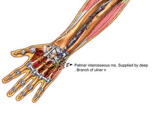 Palmar interosseous ms. Supplied by deep
Branch of ulner n.
 
