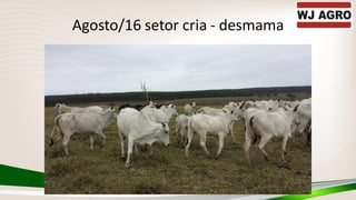 Agosto/16 setor cria - desmama
 