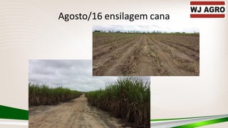Agosto/16 ensilagem cana
 