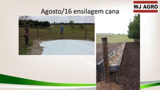 Agosto/16 ensilagem cana
 