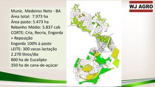 Munic. Medeiros Neto - BA
Área total: 7.973 ha
Área pasto: 5.473 ha
Rebanho Médio: 5.837 cab
CORTE: Cria, Recria, Engorda
+ Reposição
Engorda 100% à pasto
LEITE: 300 vacas lactação
2.270 litros/dia
800 ha de Eucalipto
350 ha de cana-de-açúcar
 