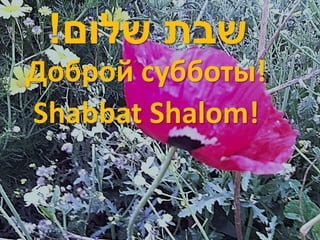 !‫שבת שלום‬
Доброй субботы!
Shabbat Shalom!
 