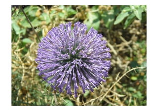 Impressions d'Israël - Présentation