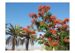 Impressions d'Israël - Présentation