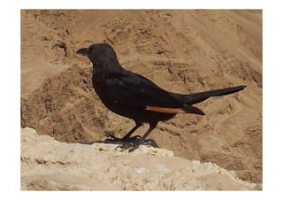 Impressions d'Israël - Présentation