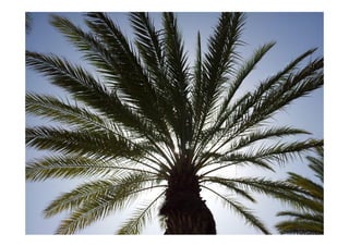 Impressions d'Israël - Présentation