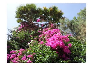 Impressions d'Israël - Présentation