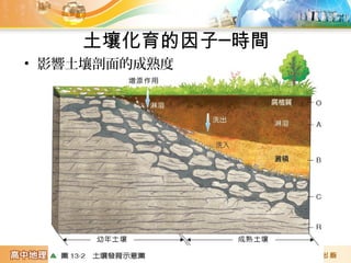 土壤化育的因子─時間
• 影響土壤剖面的成熟度
 