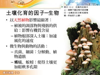 土壤化育的因子─生物
• 以天然植物影響最顯著：
– 植被的凋落物與殘骸的供
給：影響有機質含量
– 植物根部深入土壤：加速
風化的速度
• 微生物與動物的活動：
– 真菌、細菌：分解動、植
物遺骸
– 蟻、蚯蚓：使得土壤更螞
加鬆軟多孔隙
 