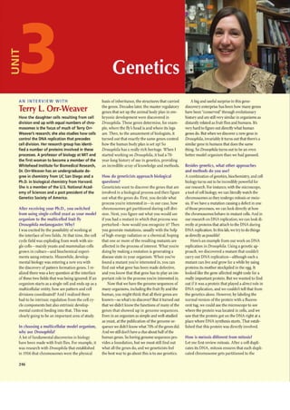 AN INTERVIEW WITH                                     basis of inheritance, the structures that carried        A big and useful surprise in this gene-
                                                      the genes. Decades later, the master regulatory      discovery enterprise has been how many genes
Terry l. Orr-Weaver                                   genes that set up the animal body plan in em-        have been 'conserved" through evolutionary
How the daughter cells resulting from cell            bryonic development were discovered in               history and are still verysimiJar in organisms as
division end up with equal numbers of chro-           Drosoph.ila. These genes determine, for exam-        distantly related as fruit flies and humans. It's
mosomes is the focus of much of Terry Orr-            ple, where the fly's head is and where its legs      very hard to figure out directly what human
Weaver's research; she also studies how cells         are. Then, to the amazement of biologists. it        genes do. But when we discover a new gene in
control the DNA replication that precedes             turned out that exactly the same genes control       Drosophila, invariably it turns out thai there's a
cell division. Her research group has identi·         how the human body plan is set up! $0                similar gene in humans that does the same
fied a number of proteins involved in these           Drosophila has a really rich heritage. When I        thing. So Drosophila turns out to be an even
processes, A professor of biology at MIT and          started working on Drosophila, it had a 70-          better model organism than we had guessed.
the first woman to become a member of the             year-long history of use in genetics, prOViding
Whitehead Institute for Biomedical Research,          an incredible array of knowledge and methods.        Besides genetics, what other approaches
Dr. Orr-Weaver has an undergraduate de-                                                                    and methods do you use?
gree in chemistry from UC San Diego and a             How do geneticists approach biological               A combination ofgenetics, biochemistry, and cell
Ph.D. in biological chemistry from Harvard.           questions?                                           biology turns out to be incredibly powerful for
She is a member of the U.S. National Acad-            Geneticists want to discover the genes that are      our research. For instance, with the microscope,
emy of SCiences and a past president of the           involved in a biological process and then figure     a tool ofcell biology. we can literally watch the
Genetics Society of America.                          out what the genes do. First. you decide what        chromosomes as they undergo mitosis or meio-
                                                      process you're interested in-in our case, how        sis.Ifwe have a mutation causing a defect in one
After receiving your Ph.D., you switched              chromosomes gel partitioned during cell divi-        ofthose processes, we can look directly at how
from using single-celled yeast as your modl'l         sion. Next, you figure out what you would see        the chromosomes behave in mutant cells. And in
organism to thl' multicelled fruit fly                if you had a mutant in which that process was        our research on DNA replication, we can look di-
Drosophila melanogaster. Why?                         perturbed-how would you recognize it? Then           rectly at proteins that attach to the DNA during
[ was excited by the possibility of working at        you generate mutations, usually with the help        DNA replication. In this lab, we try to do things
the interface of two fields. At that time, the cell   of high-energy radiation or a chemical, hoping       as directly as possible!
cycle field was exploding from work with sin-         that one or more of the resulting mutants are            Here's an example from our work on DNA
gle cells-mainly yeasts and mammalian cells           affected in the process of interest. vt1at you're   replication in Drosophila. Using a genetic ap-
grown in culture-and biochemical experi-              doing by making a mutation is generating a           proach. we discovered a mutant that couldn't
ments using extracts. Meanwhile, develop-             disease state in your organism. vt1en you've        carry out DNA replication-although such a
mental biology was entering a new era with            found a mutant you're interested in. you can         mutant can live and grow for a while by using
the discovery of pattern formation genes. [ re-       find out what gene has been made defective,          proteins its mother stockpiled in the egg. It
alized there was a key question at the interface      and you know that that gene has to play an im-       looked like the gene affected might code for a
of these two fields that was being ignored: If an     portant role in the process you're interested in.    really important protein. But we wanted to find
organism starts as a single cell and ends up as a         Now that we have the genome sequences of         out if it was a protein that played a direct role in
multicellular entity, how are pattern and cell        many organisms, including the fruit fly and the      DNA replication, and we couldn't tell that from
divisions coordinated? And I realized there           human, you might think that all their genes are      the genetics alone. However, by labeling the
had to be intrinsic regulation from the cell cy-      known-so what's to discover? But it turned out       normal version of the protein with a fluores-
cle components but also extrinsic develop-            that we didn't know the functions of many of the     cent tag, we could use the microscope to see
mental control feeding into that. This was            genes that showed up in genome sequences.            where the protein was located in cells, and we
clearly going to be an important area of study.       Even in an organism as simple and well-studied       saw that the protein got on the DNA right at a
                                                      as yeast, at the publication of the genome se-       place where DNA synthesis starts. That estab-
In choosing a multicellular model organism,           quence we didn't know what 70% ofthe genes did.      lished that this protein was directly involved.
why use Drosophila?                                   And we still don't have a clue about halfofthe
A lot of fundamental discoveries in biology           human genes. So having genome sequences pro-         How is meiosis different from mitosis?
have been made with fruit nil's. For example, it      vides a foundation, but we must still find out       Let me first review mitosis. After a cell dupli-
was research with DroS<Jph.i1a that established       what all the genes do, and we geneticists feel       cates its DNA, mitosis ensures that each dupli-
in 1916 that chromosomes were the physical            the best way to go about this is 10 use genetics.    cated chromosome gets partitioned to the

,%
 