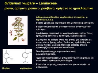 Origanum vulgare – Lamiaceae
ξίαλν, αξίγαλε, ξνύαλν, ξνύβαλν, νξίγαλν ην εξαθιεηώηηθν
Αηζέξην έιαην (ζπκόιε, θαξβαθξόιε, π...