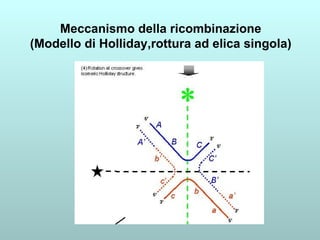 Meccanismo della ricombinazione (Modello di Holliday,rottura ad elica singola) 