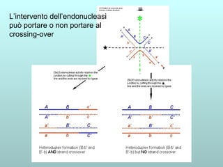 L’intervento dell’endonucleasi può portare o non portare al crossing-over 