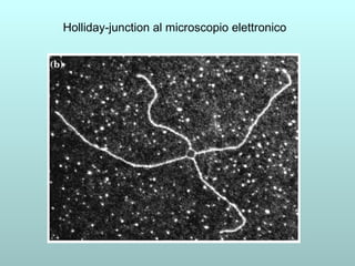Holliday-junction al microscopio elettronico 