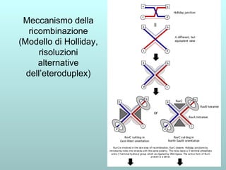 Meccanismo della ricombinazione (Modello di Holliday, risoluzioni alternative dell’eteroduplex) 