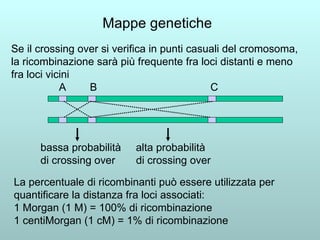 Mappe genetiche   Se il crossing over si verifica in punti casuali del cromosoma, la ricombinazione sarà più frequente fra loci distanti e meno fra loci vicini A  B  C bassa probabilità  alta probabilità di crossing over  di crossing over La percentuale di ricombinanti può essere utilizzata per quantificare la distanza fra loci associati: 1 Morgan (1 M) = 100% di ricombinazione 1 centiMorgan (1 cM) = 1% di ricombinazione 