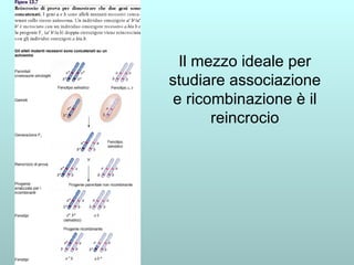 Il mezzo ideale per studiare associazione e ricombinazione è il reincrocio 