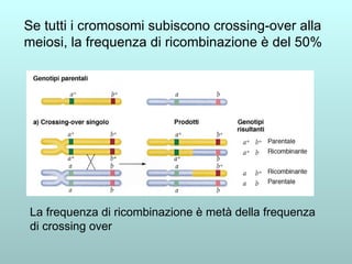 Se tutti i cromosomi subiscono crossing-over alla meiosi, la frequenza di ricombinazione è del 50% La frequenza di ricombinazione è metà della frequenza di crossing over 