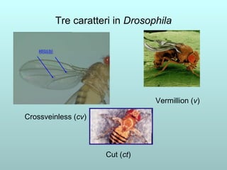 Tre caratteri in  Drosophila Crossveinless ( cv ) Vermillion ( v ) Cut ( ct ) 