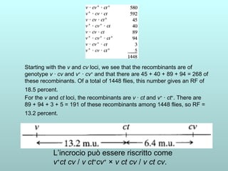 Starting with the  v  and  cv  loci, we see that the recombinants are of genotype  v  ·  cv  and  v +  ·  cv +  and that there are 45 + 40 + 89 + 94 = 268 of these recombinants. Of a total of 1448 flies, this number gives an RF of 18.5 percent.   L’incrocio può essere riscritto come  v + ct cv  /  v ct + cv +  ×  v ct cv  /  v ct cv .  For the  v  and  ct  loci, the recombinants are  v  ·  ct  and  v +  ·  ct + . There are 89 + 94 + 3 + 5 = 191 of these recombinants among 1448 flies, so RF = 13.2 percent.   