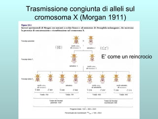 Trasmissione congiunta di alleli sul cromosoma X (Morgan 1911) E’ come un reincrocio 