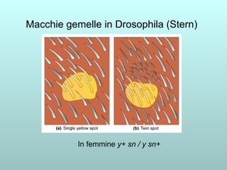 Macchie gemelle in Drosophila (Stern) In femmine  y+ sn / y sn+ 