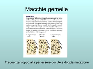 Macchie gemelle Frequenza troppo alta per essere dovute a doppia mutazione 