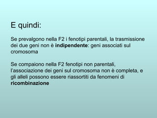 E quindi: Se prevalgono nella F2 i fenotipi parentali, la trasmissione dei due geni non è  indipendente : geni associati sul cromosoma Se compaiono nella F2 fenotipi non parentali, l’associazione dei geni sul cromosoma non è completa, e gli alleli possono essere riassortiti da fenomeni di  ricombinazione 