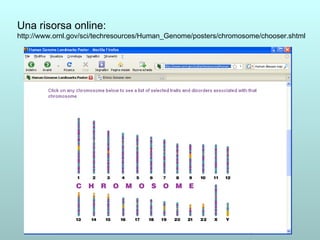 Una risorsa online: http://www.ornl.gov/sci/techresources/Human_Genome/posters/chromosome/chooser.shtml 
