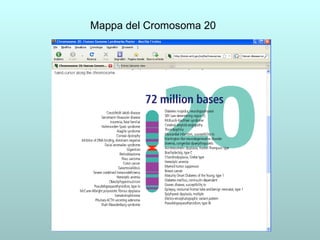 Mappa del Cromosoma 20 