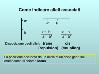 Come indicare alleli associati a + b a +  b a +  b a  b + a   b a +   b + Disposizione degli alleli:  trans  cis (repulsion)  (coupling) La posizione occupata da un allele di un certo gene sul cromosoma si chiama  locus 