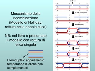 Meccanismo della ricombinazione (Modello di Holliday, rottura nella doppia elica) NB: nel libro è presentato il modello con rottura di elica singola Eteroduplex: appaiamento temporaneo di eliche non complementari 