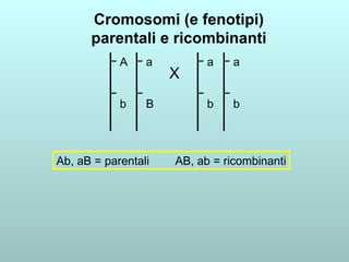 Cromosomi (e fenotipi) parentali e ricombinanti A b a B a b a b X Ab, aB = parentali  AB, ab = ricombinanti 