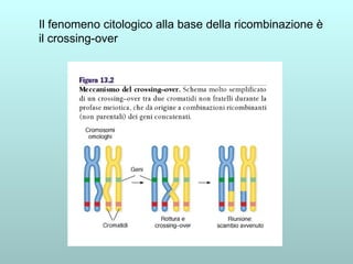 Il fenomeno citologico alla base della ricombinazione è il crossing-over 
