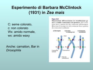 Esperimento di Barbara McClintock (1931) in  Zea mais C: seme colorato,  c: non colorato Wx: amido normale,  wx: amido waxy Anche: carnation, Bar in Drosophila 