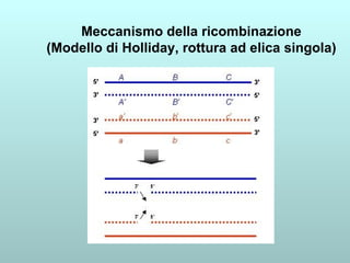 Meccanismo della ricombinazione (Modello di Holliday, rottura ad elica singola) 