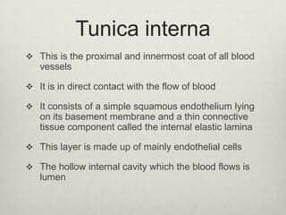 Tunica interna
 This is the proximal and innermost coat of all blood

vessels
 It is in direct contact with the flow of blood
 It consists of a simple squamous endothelium lying

on its basement membrane and a thin connective
tissue component called the internal elastic lamina
 This layer is made up of mainly endothelial cells
 The hollow internal cavity which the blood flows is

lumen

 