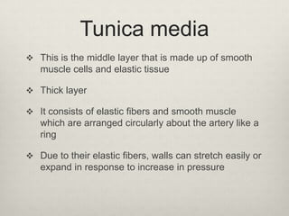 Tunica media
 This is the middle layer that is made up of smooth

muscle cells and elastic tissue
 Thick layer
 It consists of elastic fibers and smooth muscle

which are arranged circularly about the artery like a
ring
 Due to their elastic fibers, walls can stretch easily or

expand in response to increase in pressure

 