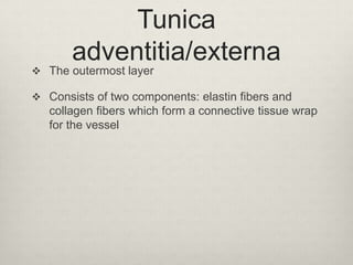 Tunica
adventitia/externa

 The outermost layer

 Consists of two components: elastin fibers and

collagen fibers which form a connective tissue wrap
for the vessel

 