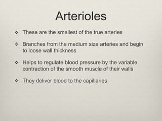 Arterioles
 These are the smallest of the true arteries
 Branches from the medium size arteries and begin

to loose wall thickness
 Helps to regulate blood pressure by the variable

contraction of the smooth muscle of their walls
 They deliver blood to the capillaries

 