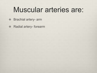 Muscular arteries are:
 Brachial artery- arm
 Radial artery- forearm

 