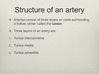 Structure of an artery
 Arteries consist of three layers or coats surrounding

a hollow center called the lumen.
 Three layers of an artery are:
1. Tunica interna/intima
2. Tunica media
3. Tunica adventitia

 
